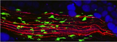 Grupo de Investigação da Professora Ana Domingos